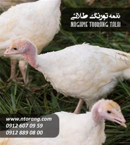 فروش جوجه بوقلمون گوشتی٢٠روزه